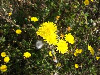 i Trezza-20110311 019